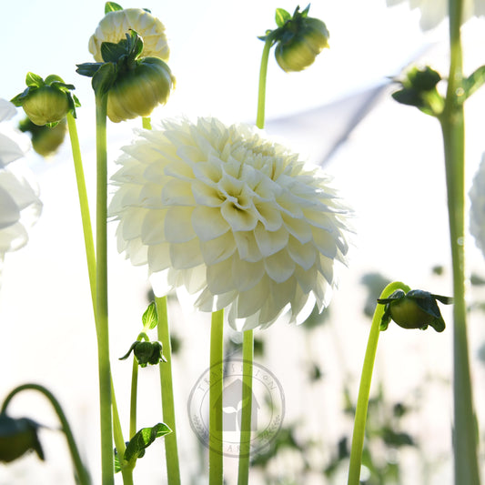 Dahlia 'Boundary Snowflake'