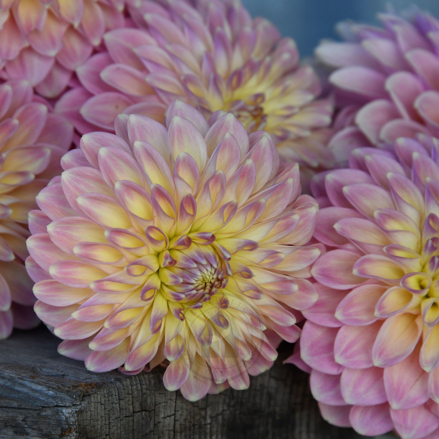 Dahlia 'Boundary Sophia'