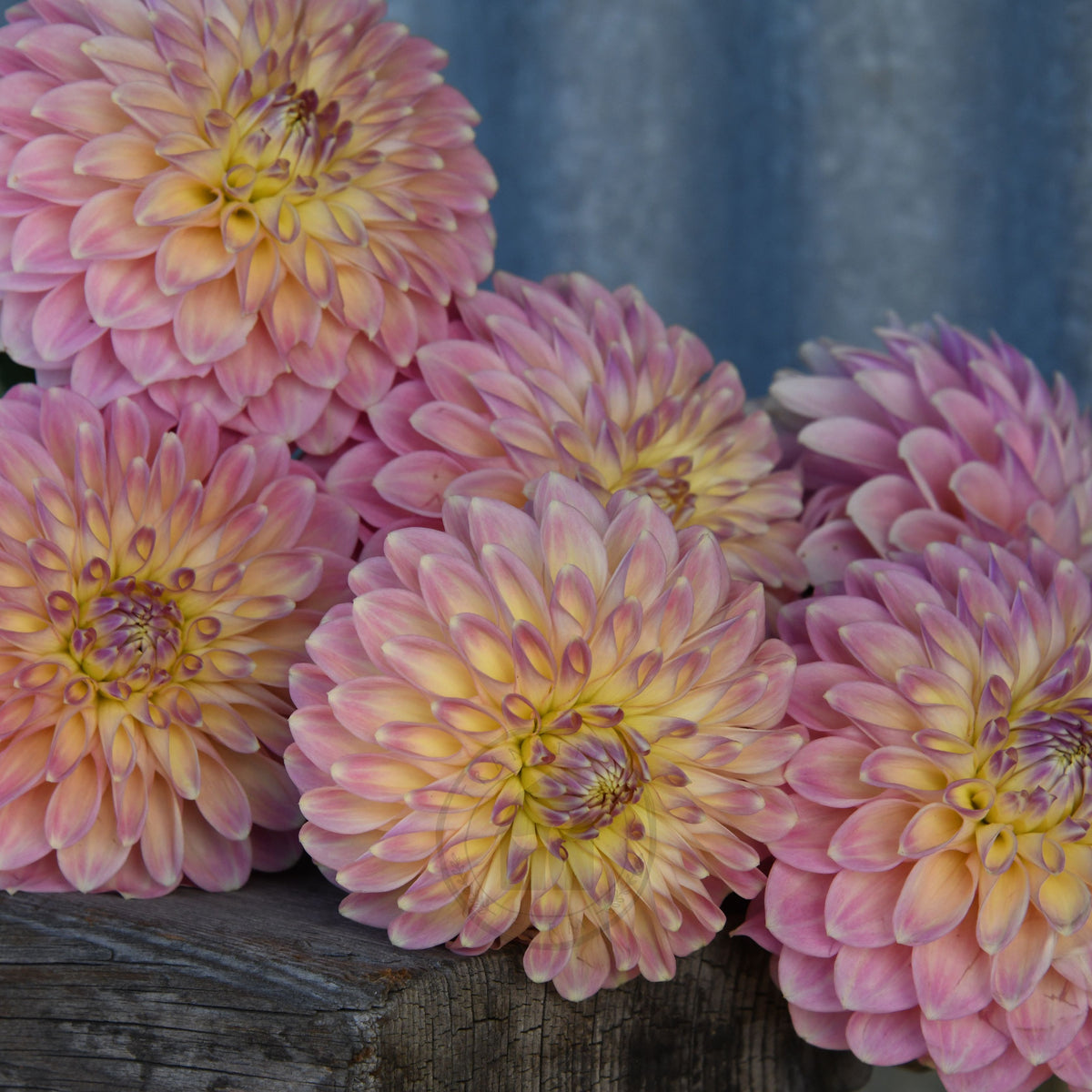 Dahlia 'Boundary Sophia'