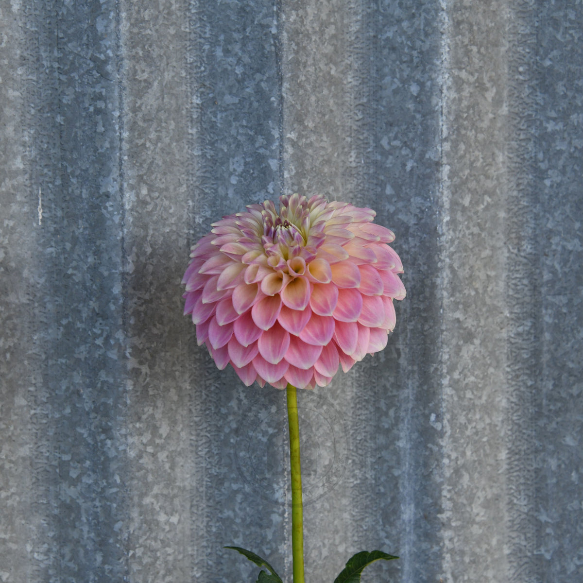 Dahlia 'Boundary Sophia'