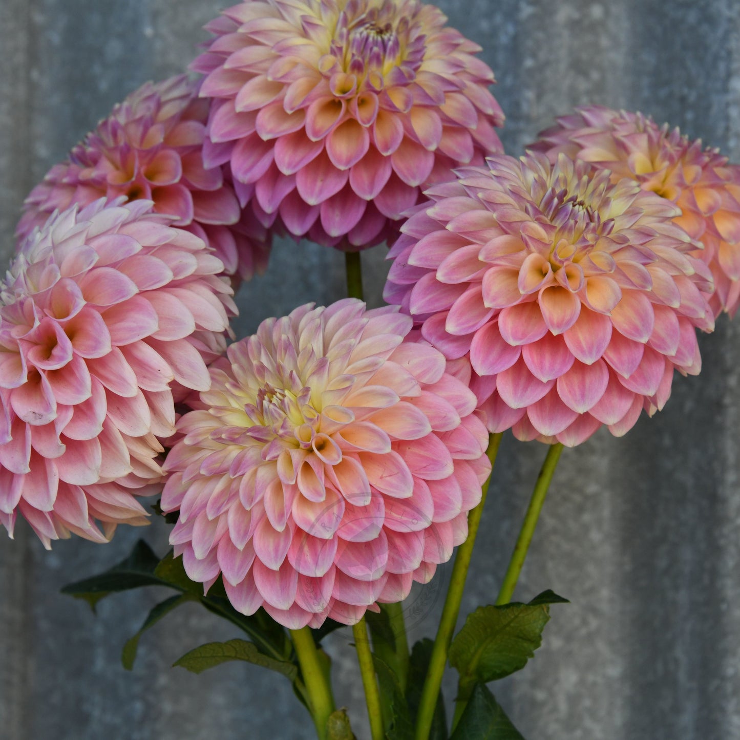 Dahlia 'Boundary Sophia'