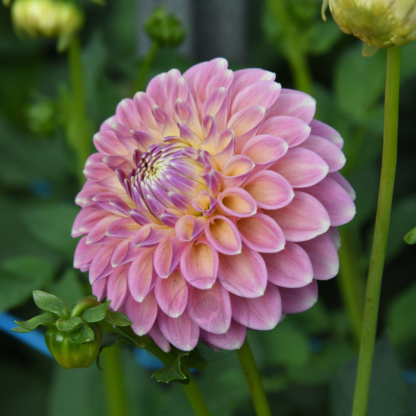 Dahlia 'Boundary Sophia'