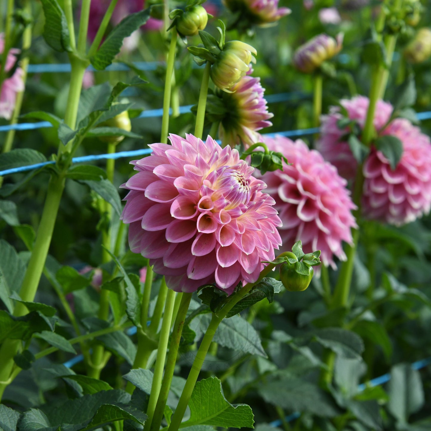 Dahlia 'Boundary Sophia'