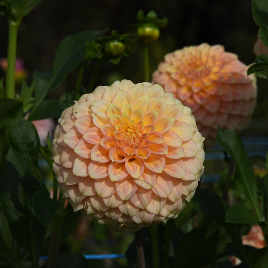 Dahlia 'Bracken Glenda'