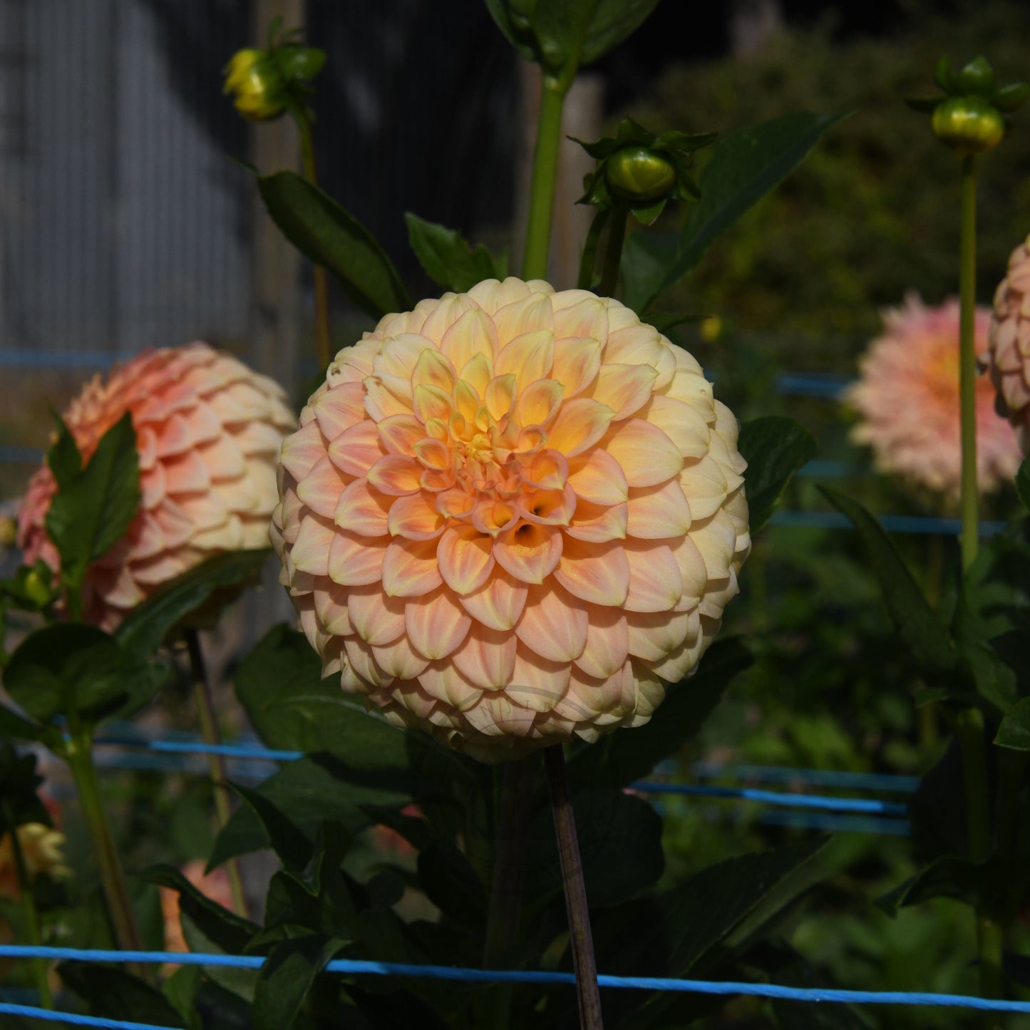 Dahlia 'Bracken Glenda'