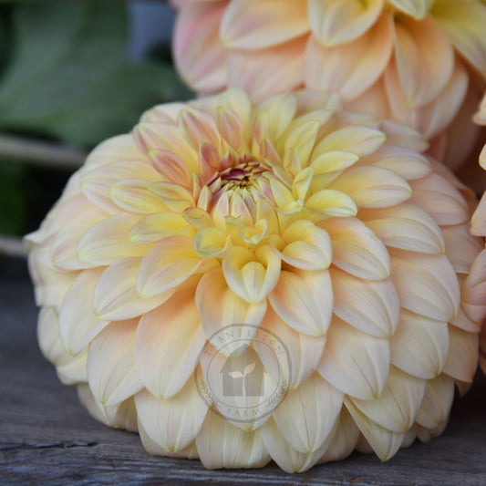 Dahlia 'Bracken Glenda'