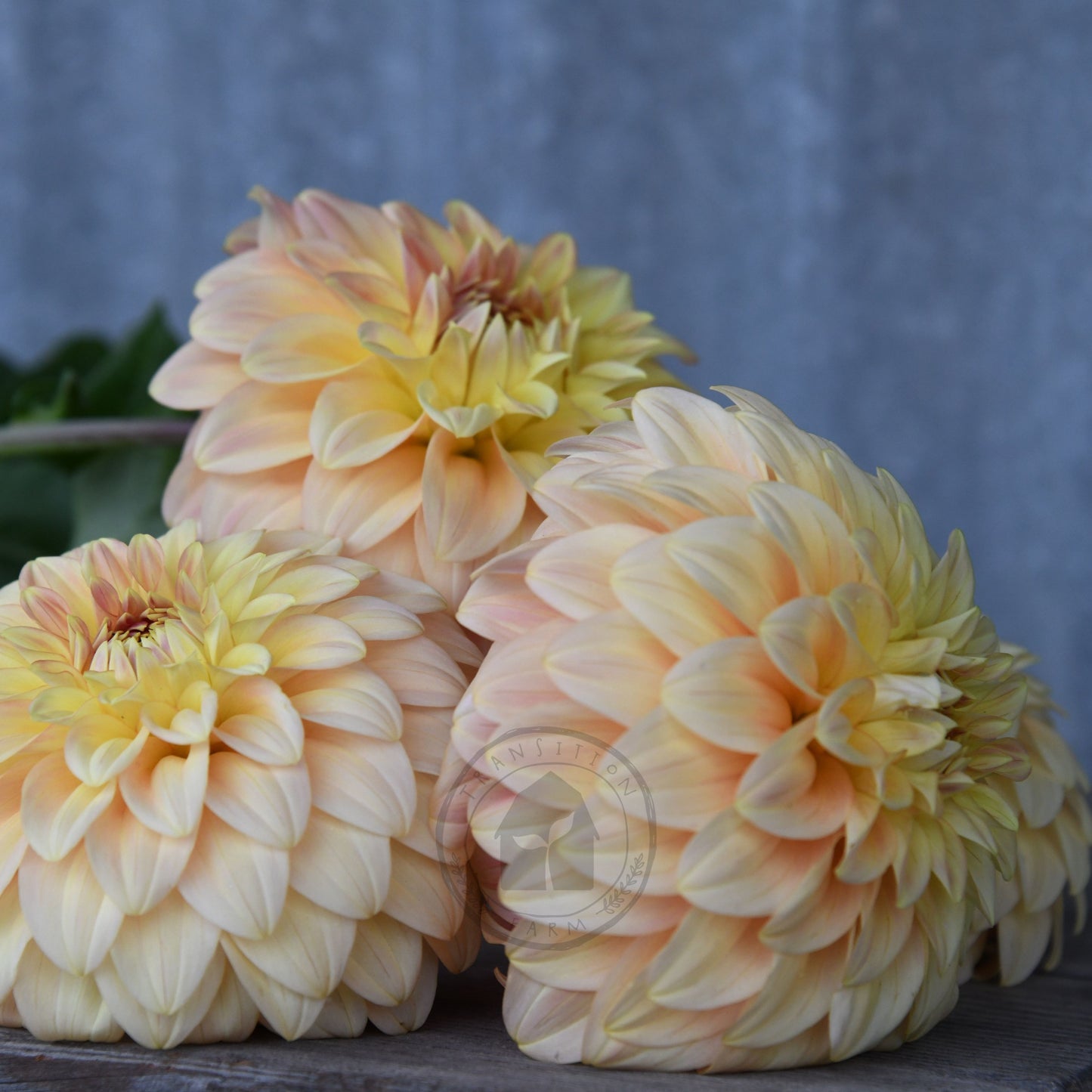 Dahlia 'Bracken Glenda'