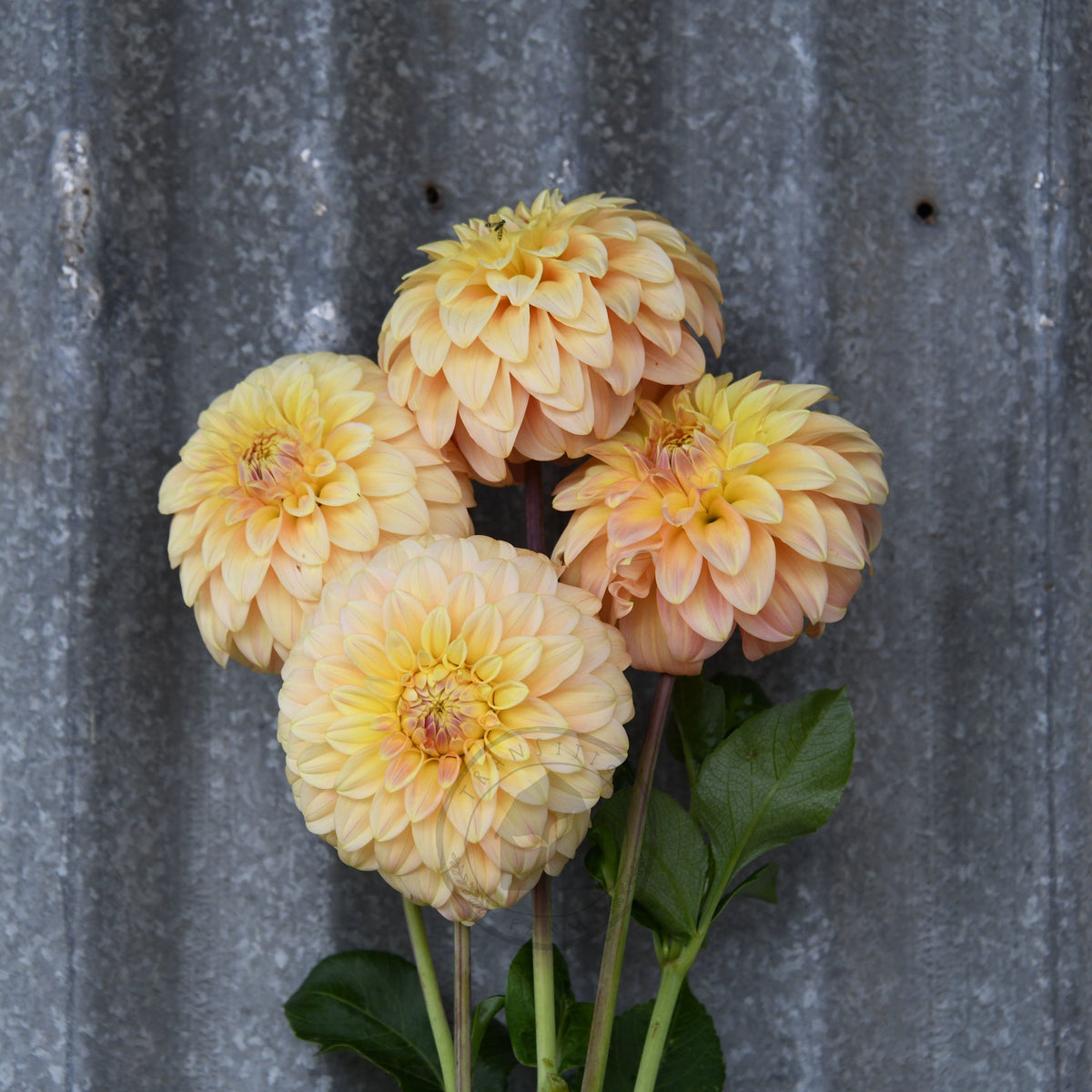 Dahlia 'Bracken Glenda'
