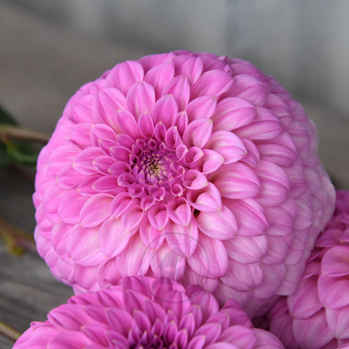 Dahlia 'Bracken Sequel'