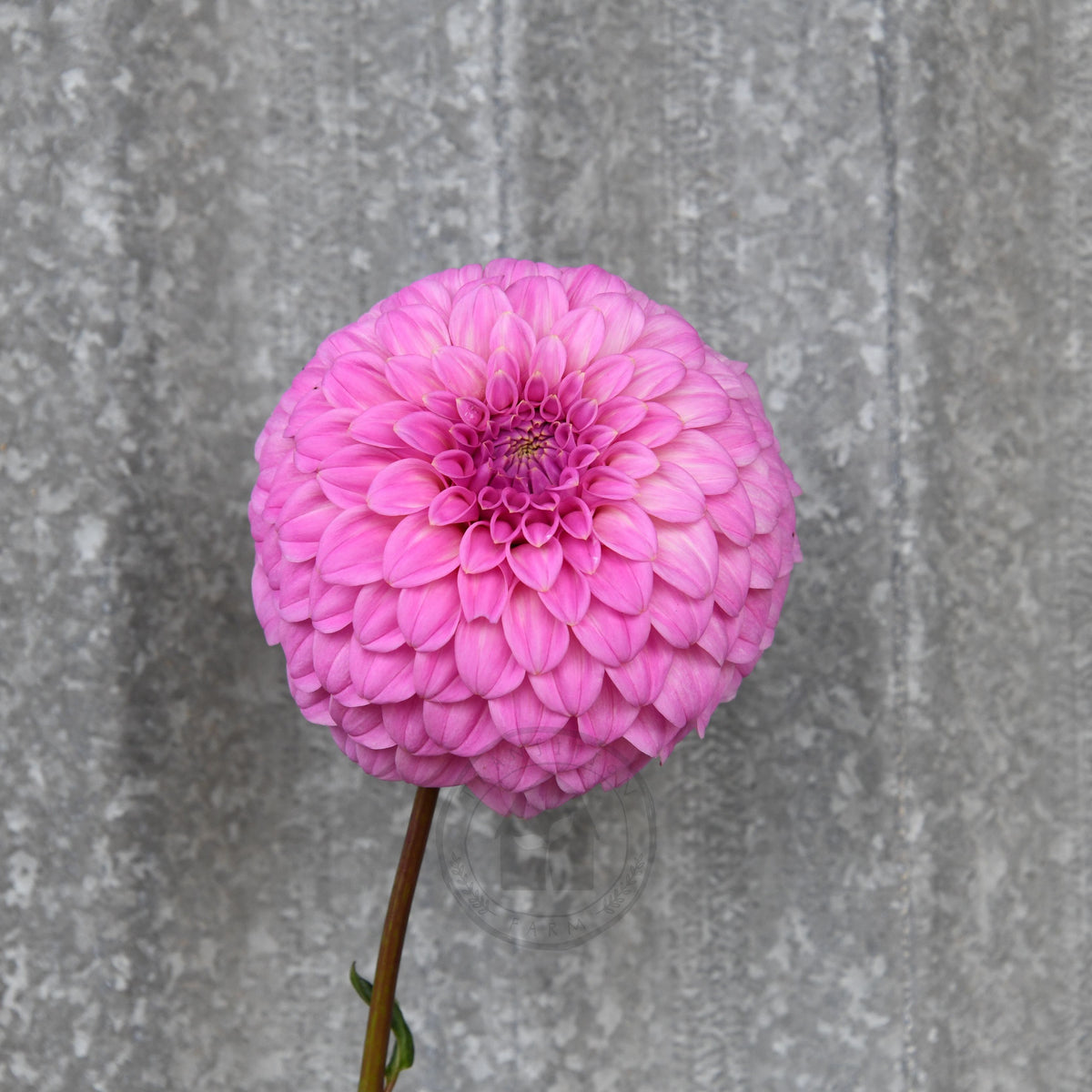 Dahlia 'Bracken Sequel'
