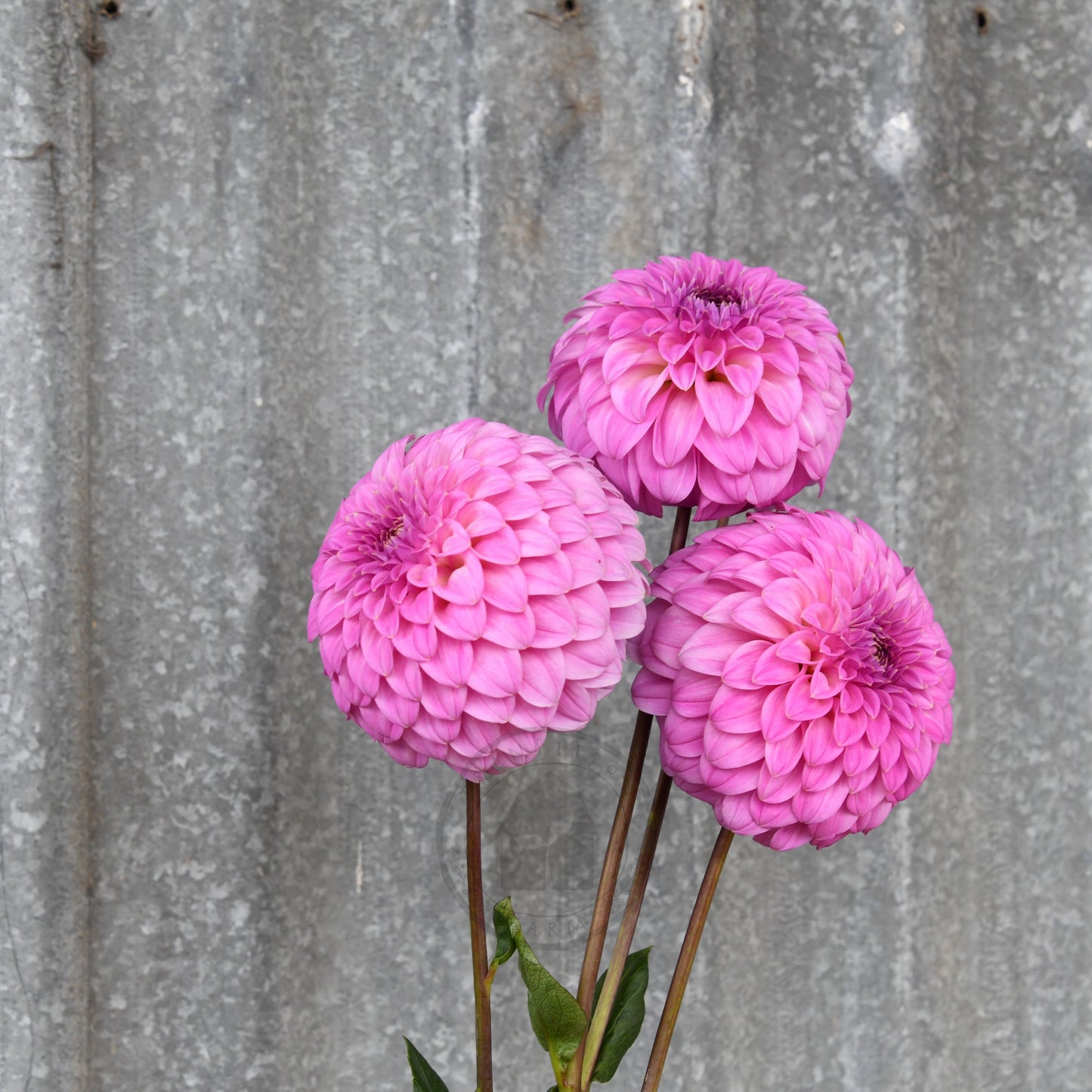 Dahlia 'Bracken Sequel'