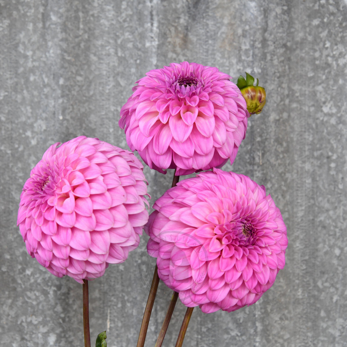 Dahlia 'Bracken Sequel'