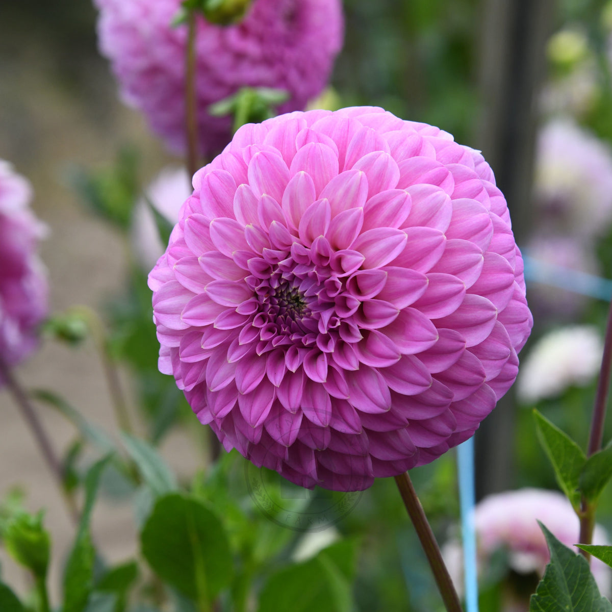 Dahlia 'Bracken Sequel'