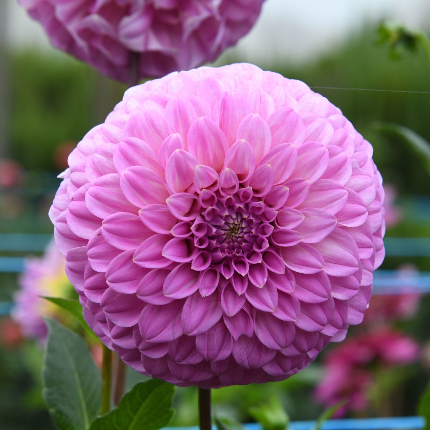 Dahlia 'Bracken Sequel'