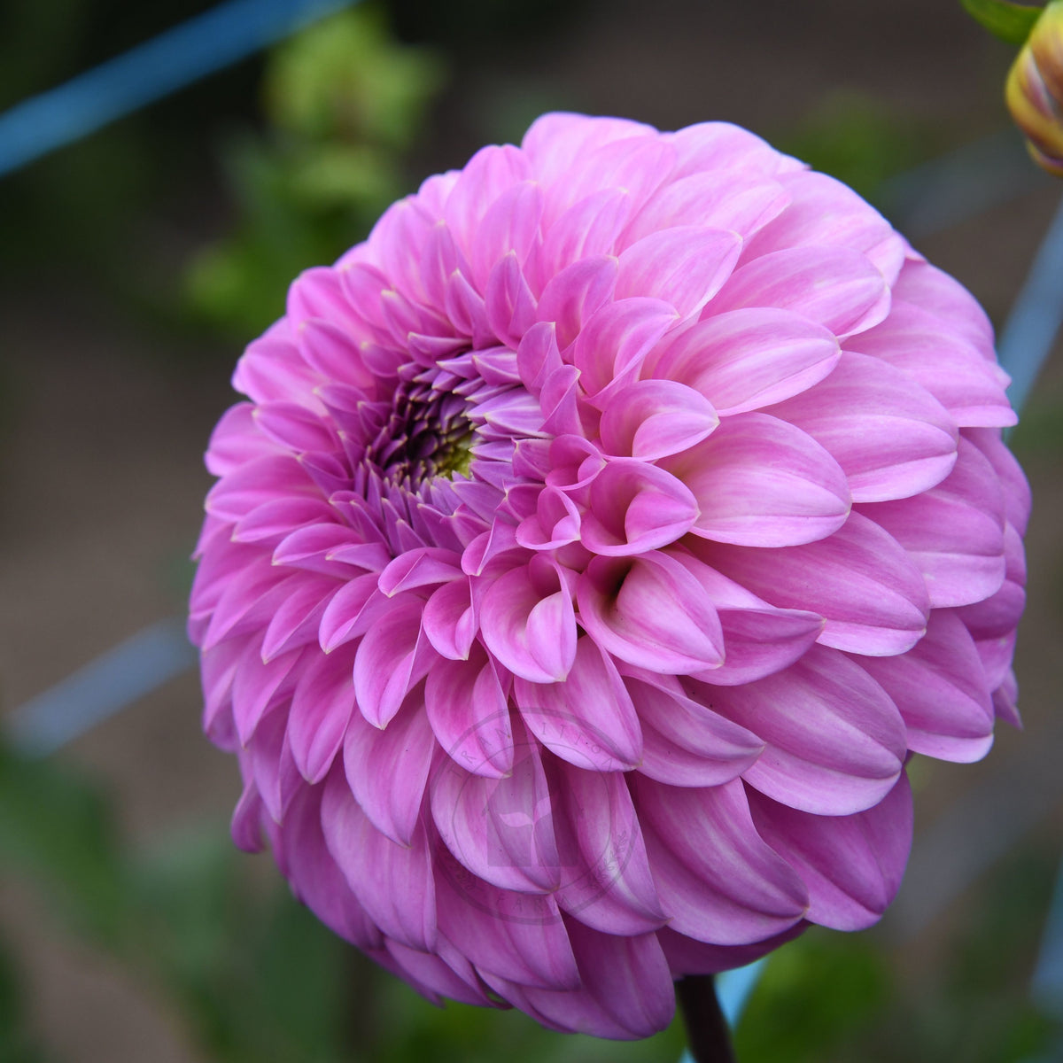 Dahlia 'Bracken Sequel'