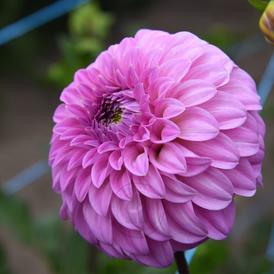 Dahlia 'Bracken Sequel'