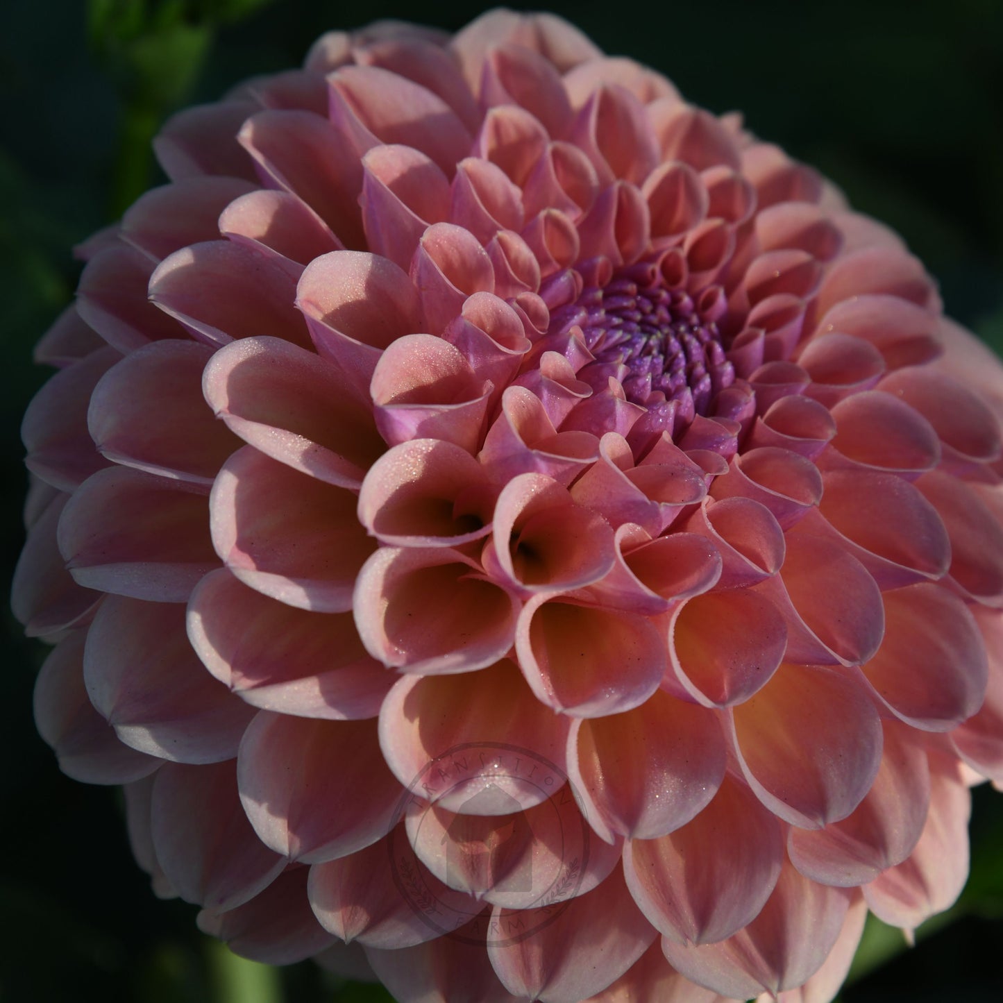 Dahlia 'Breannon'
