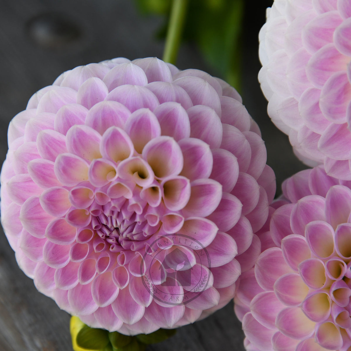 Dahlia 'Brians Dream'