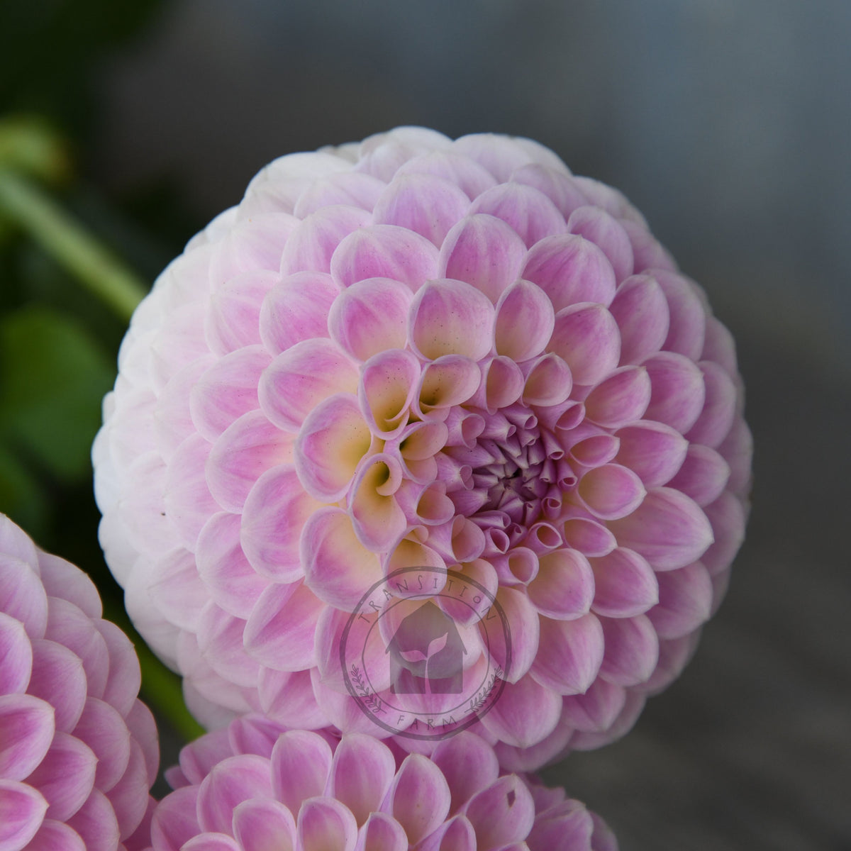 Dahlia 'Brians Dream'