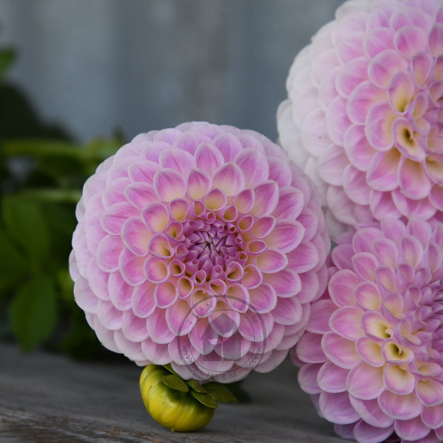Dahlia 'Brians Dream'