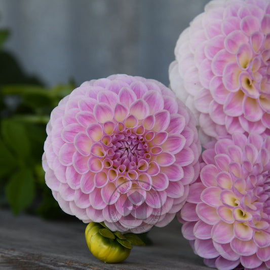 Dahlia 'Brians Dream'