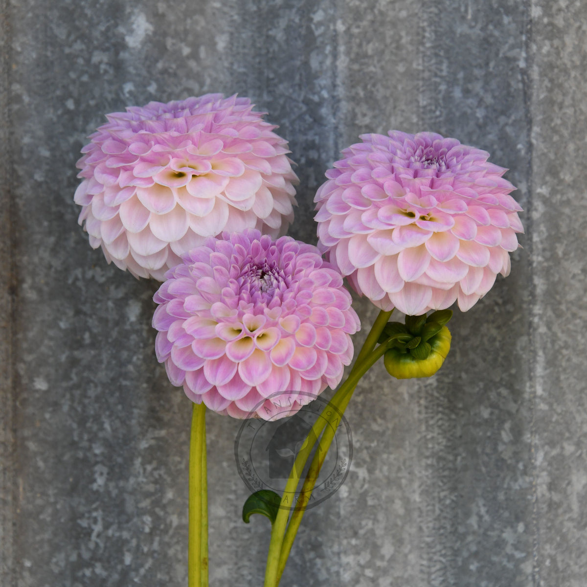 Dahlia 'Brians Dream'