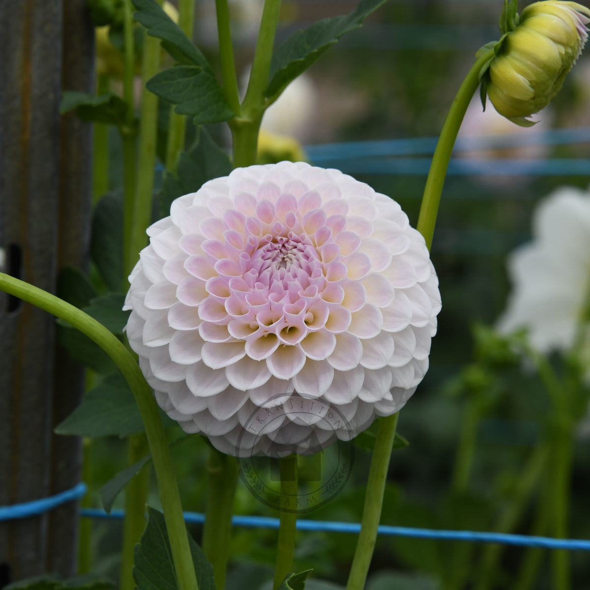 Dahlia 'Brians Dream'