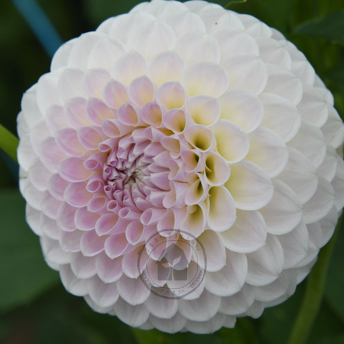 Dahlia 'Brians Dream'