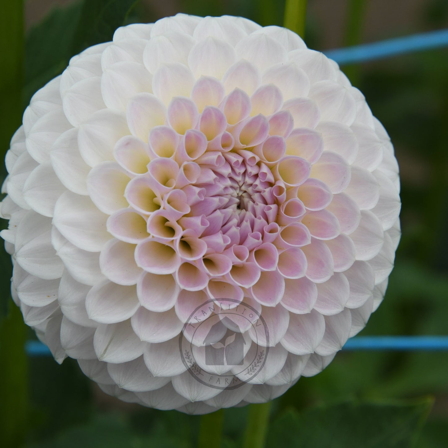 Dahlia 'Brians Dream'
