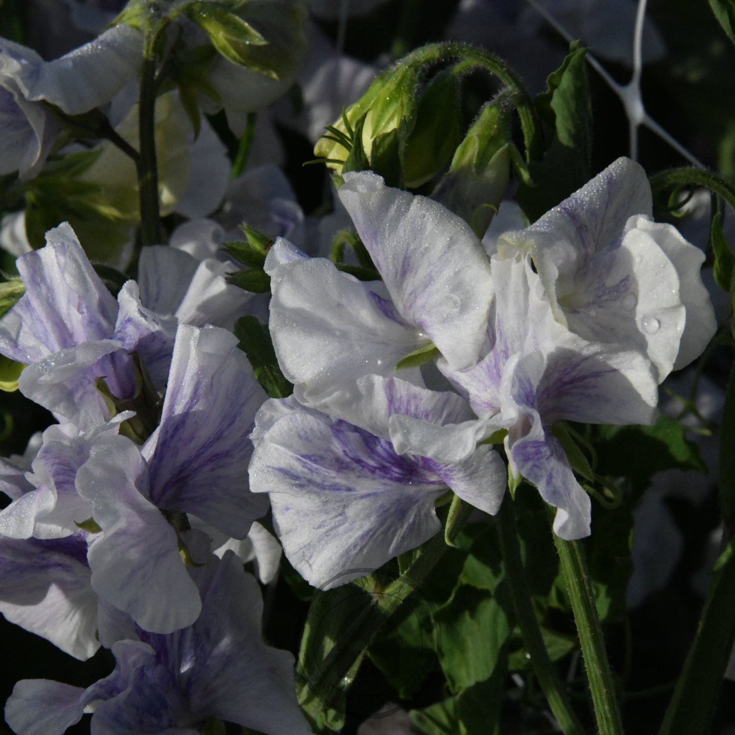 Sweet Pea 'Burlesque'