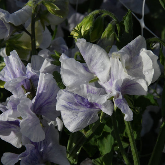 Sweet Pea 'Burlesque'