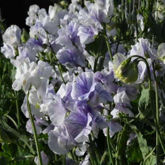 Sweet Pea 'Burlesque'