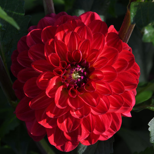 Dahlia 'Bushfire'