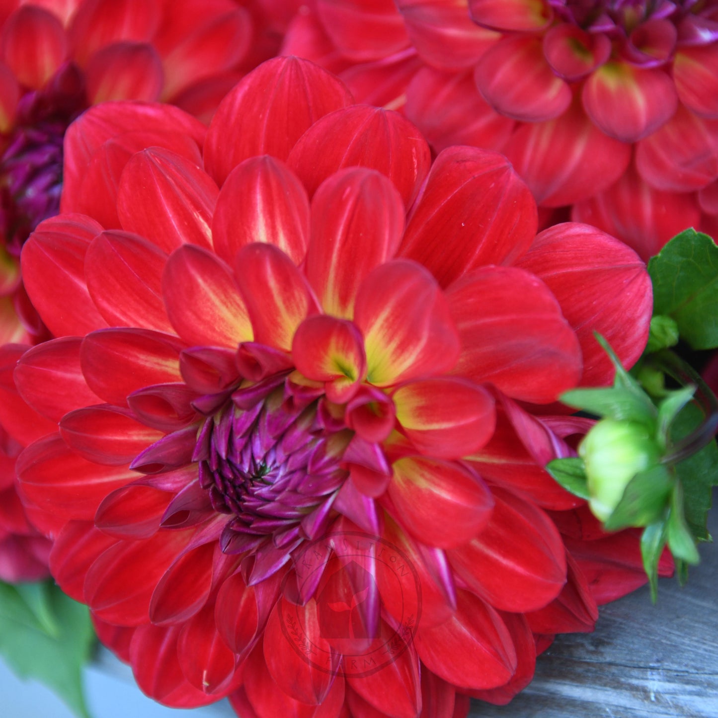 Dahlia 'Bushfire'