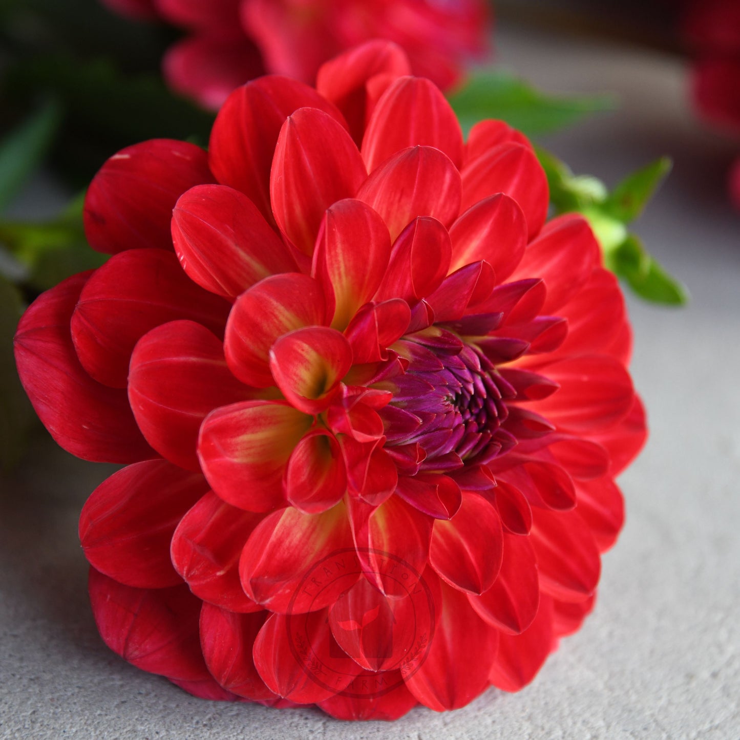 Dahlia 'Bushfire'