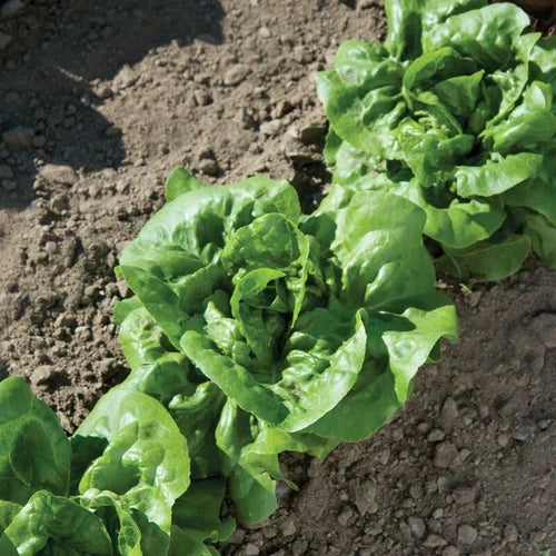 Green leafy lettuce plants growing in soil