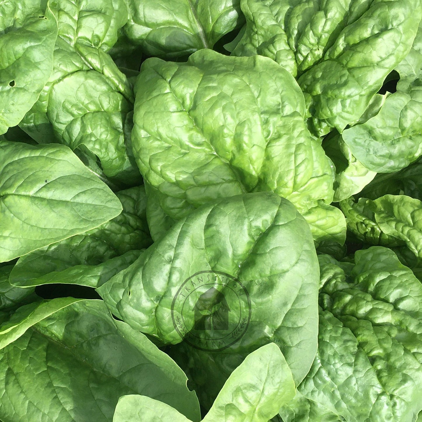 Close-up of fresh green spinach leaves
