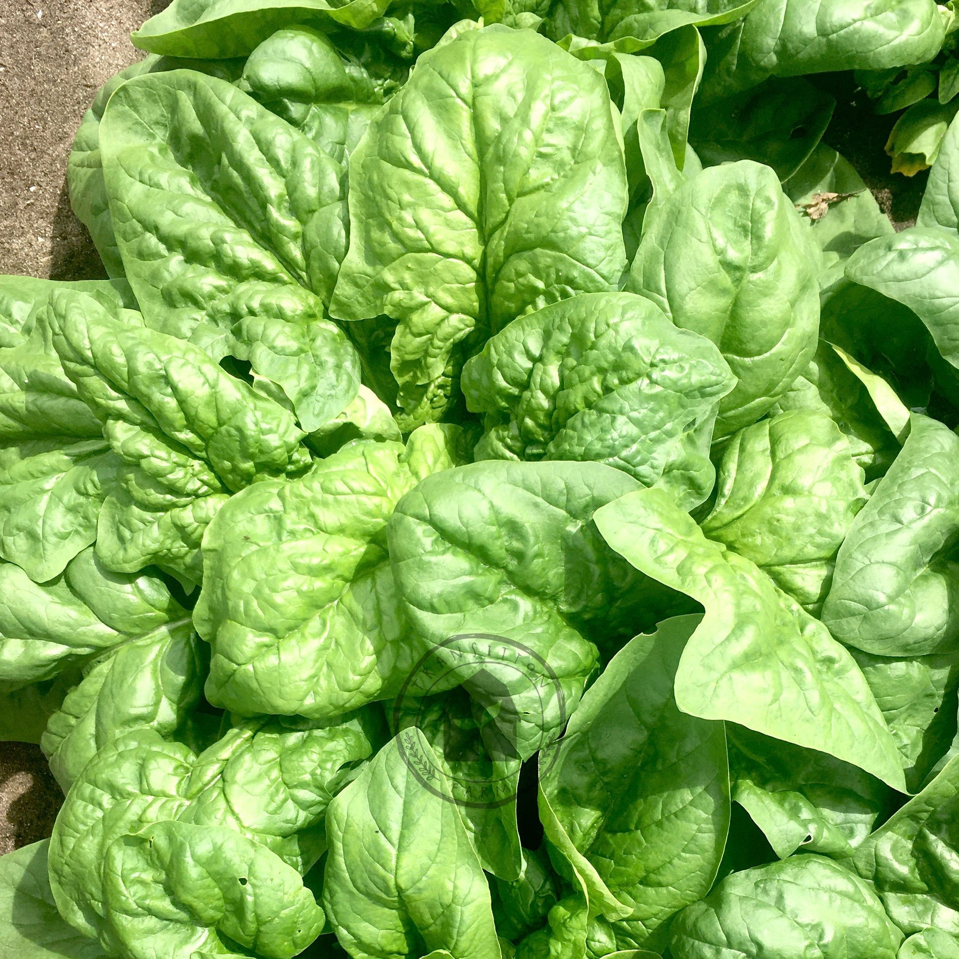 Close-up of fresh green spinach leaves on a stone surface