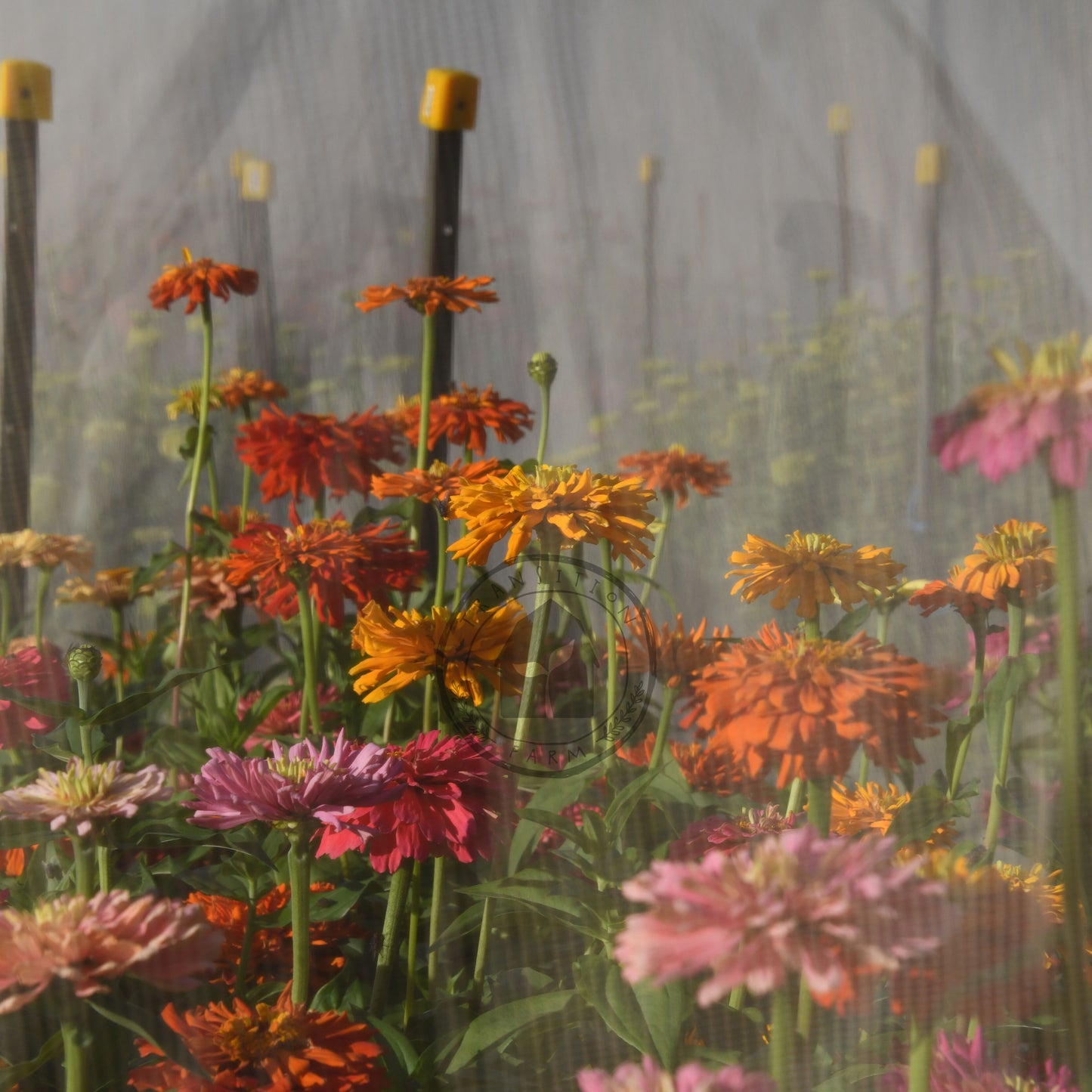 Colorful flowers with a blurred background