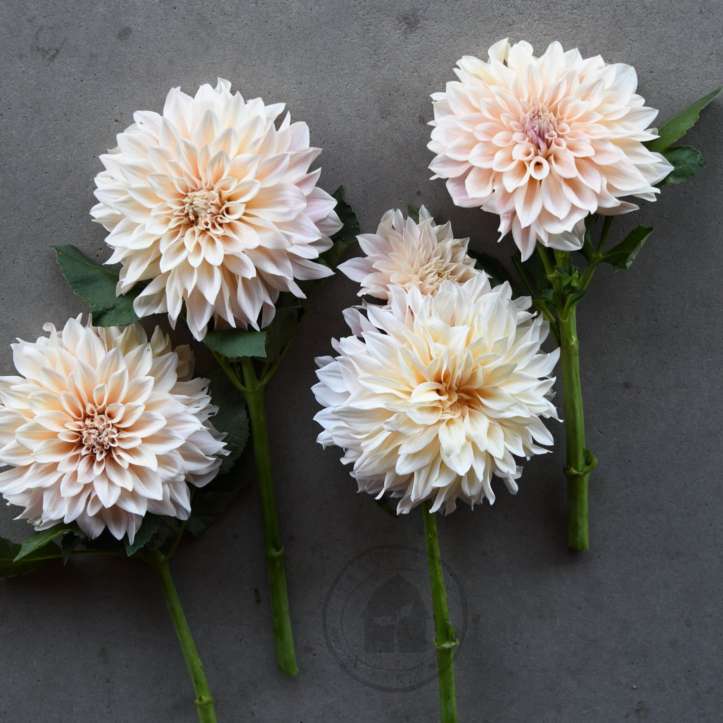 Dahlia 'Cafe au Lait'