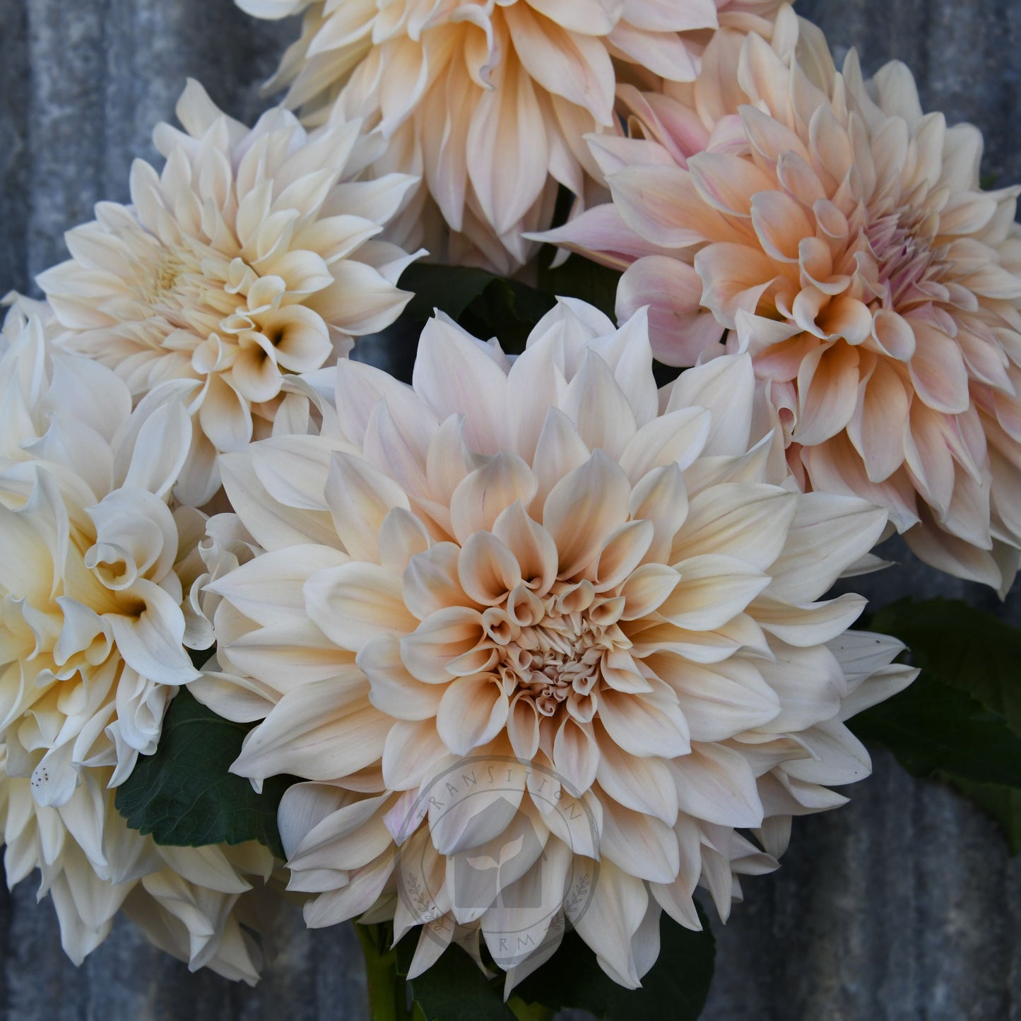 Dahlia 'Cafe au Lait'