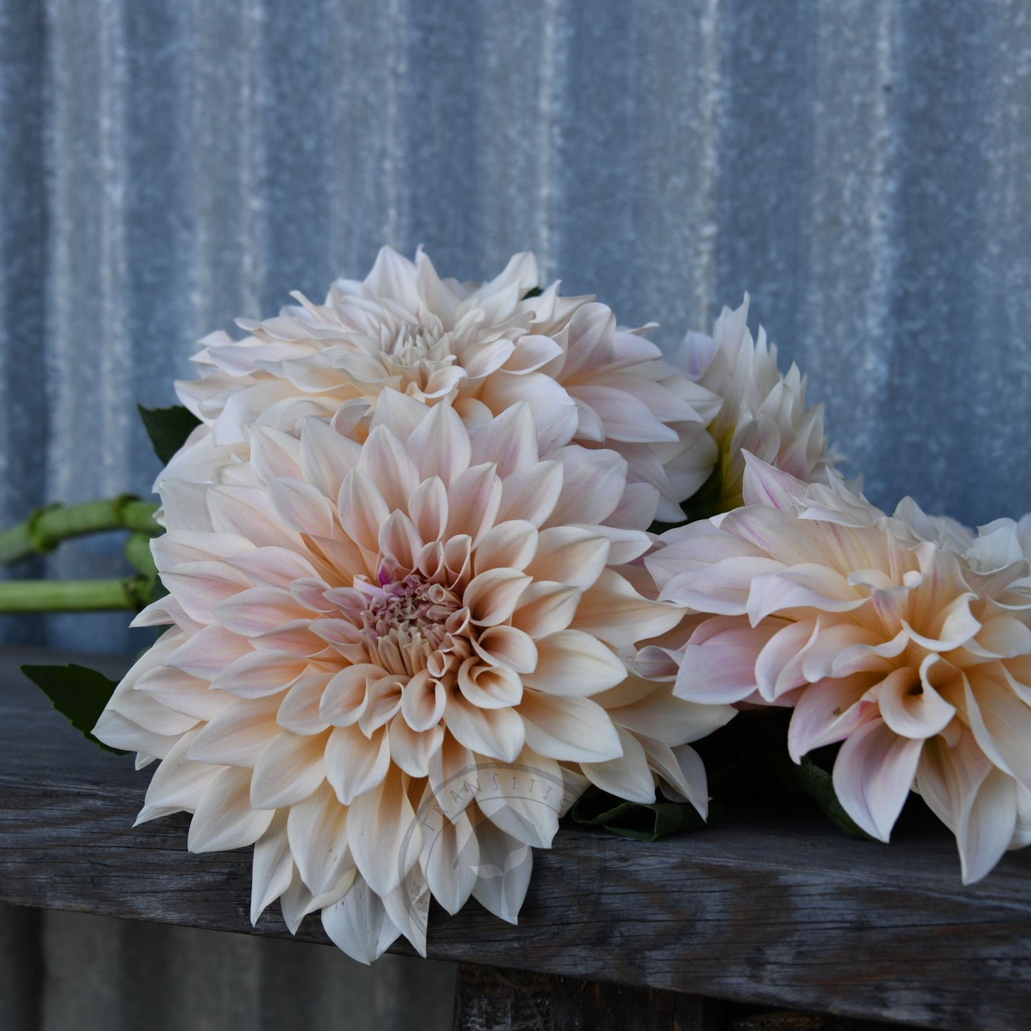 Dahlia 'Cafe au Lait'