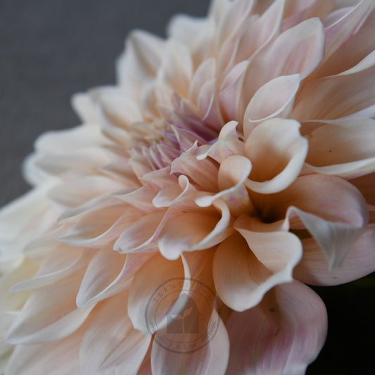 Dahlia 'Cafe au Lait'