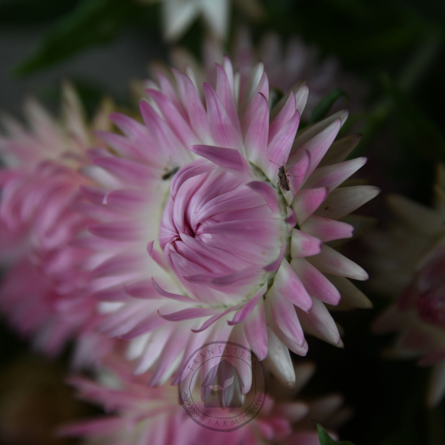 Close-up of pink and white flowers with a dark background