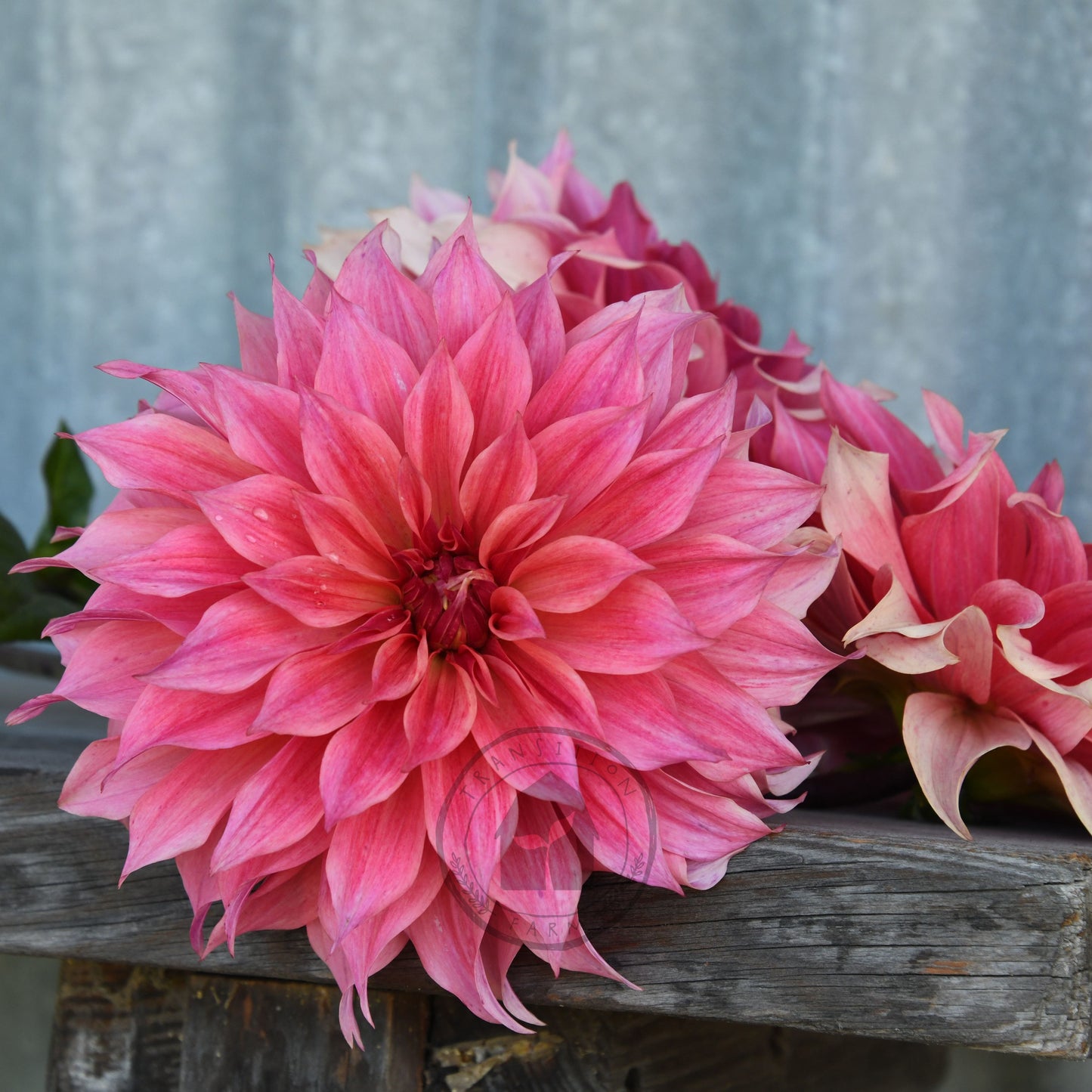 Dahlia 'Carlos Watermelon'