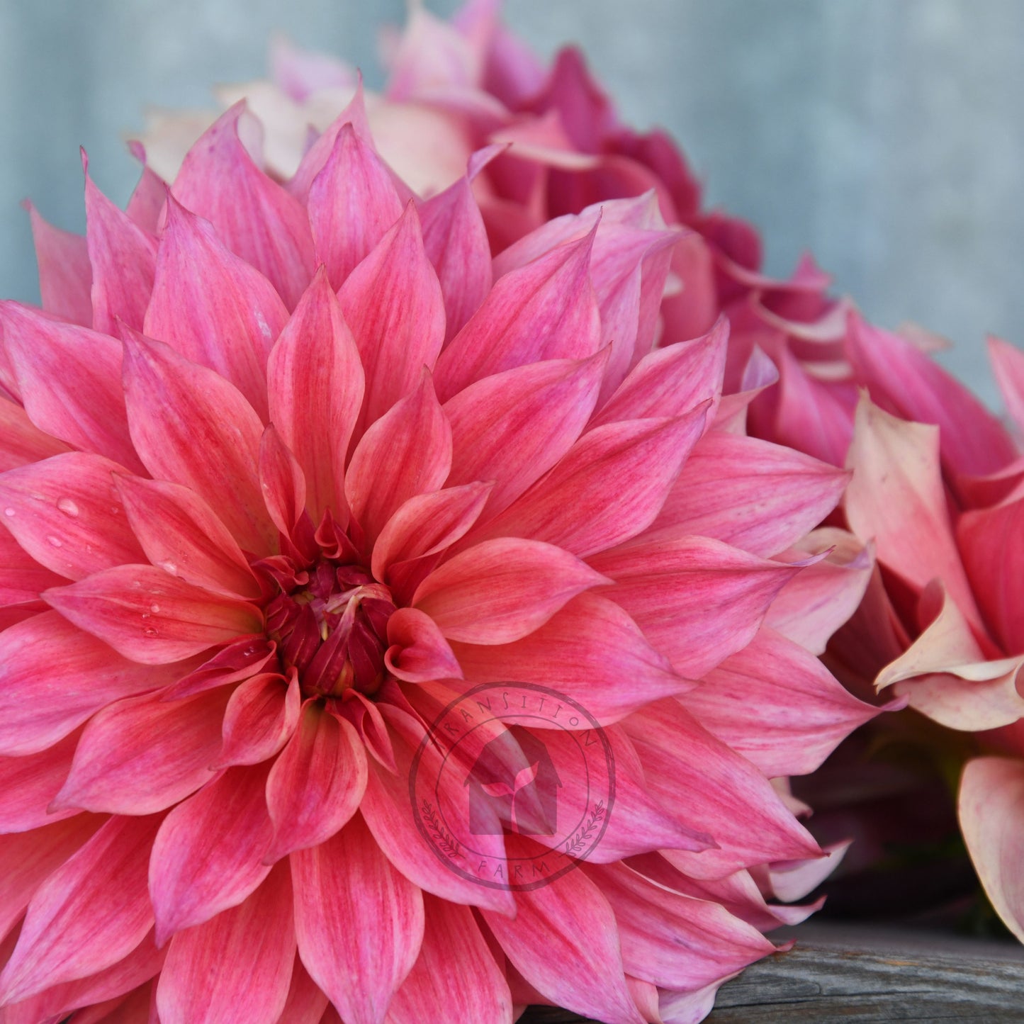 Dahlia 'Carlos Watermelon'