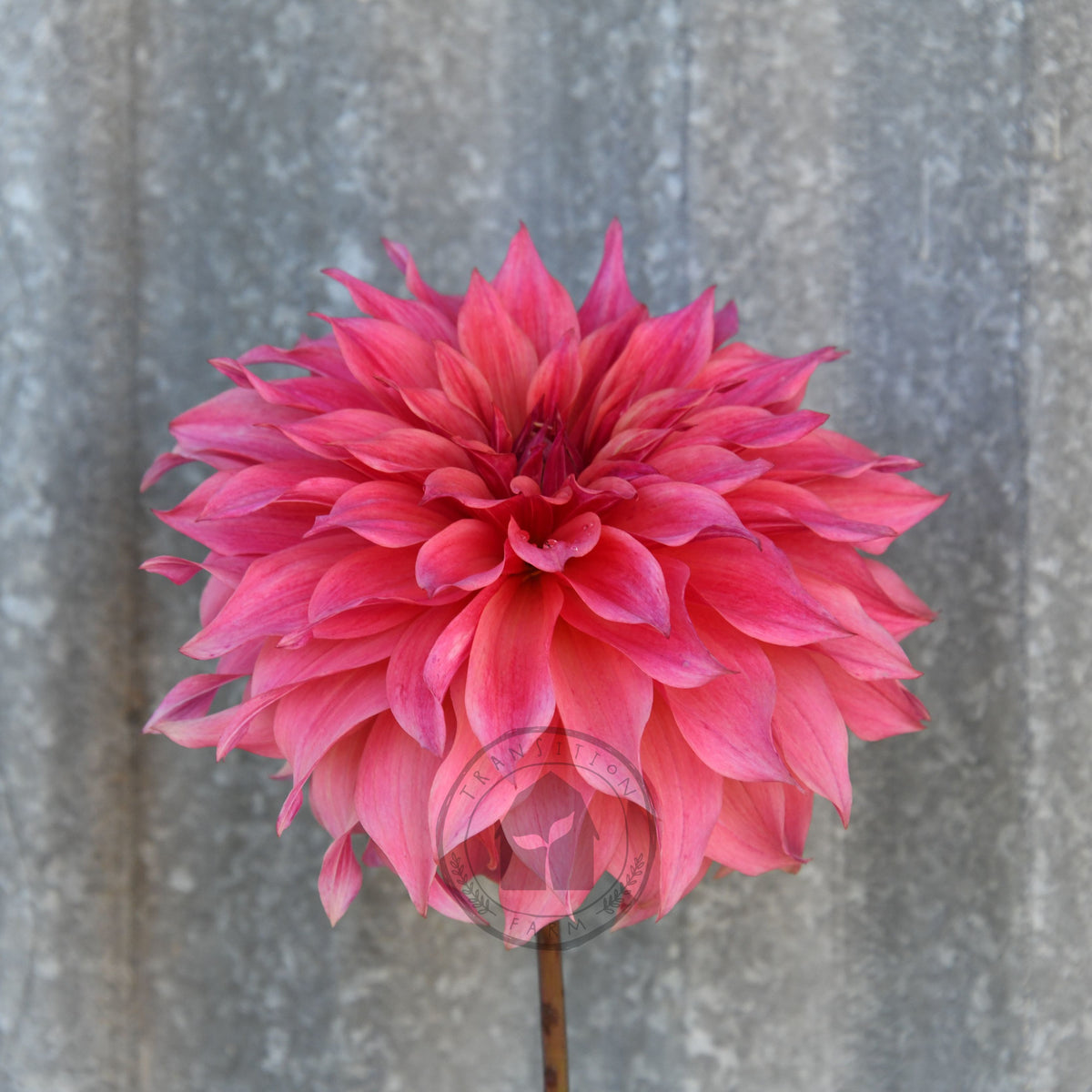 Dahlia 'Carlos Watermelon'
