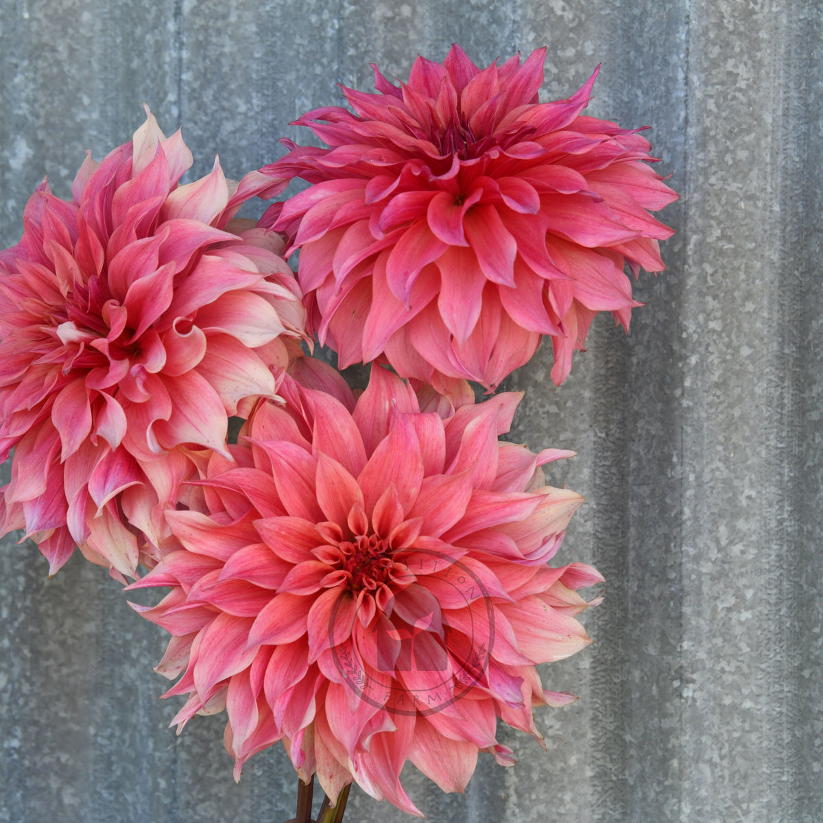 Dahlia 'Carlos Watermelon'