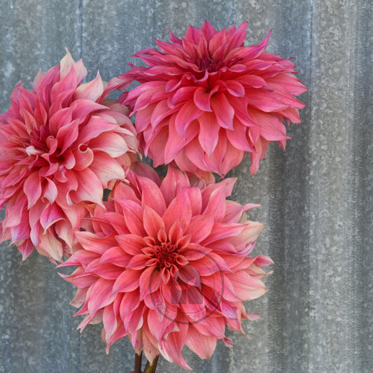 Dahlia 'Carlos Watermelon'