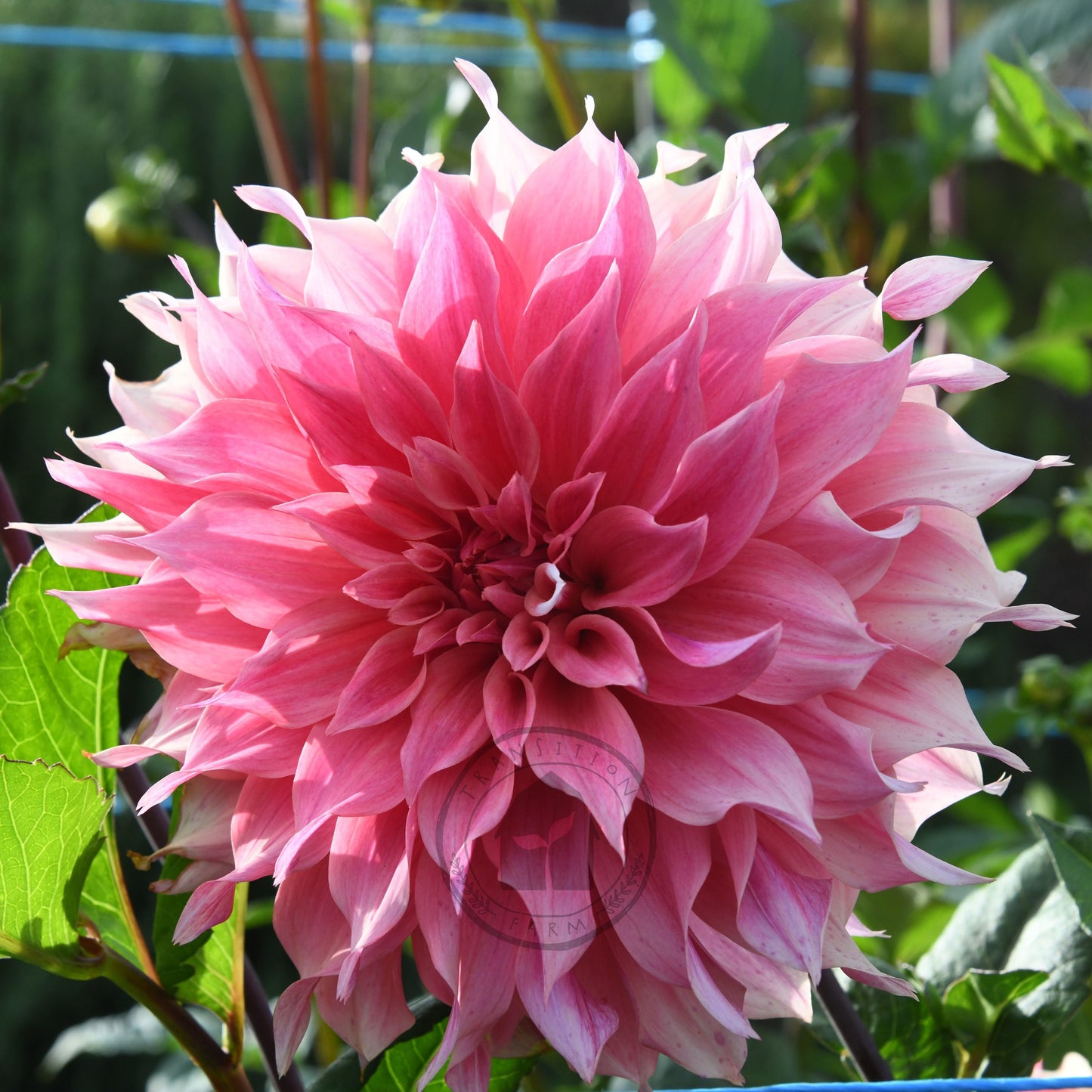 Dahlia 'Carlos Watermelon'